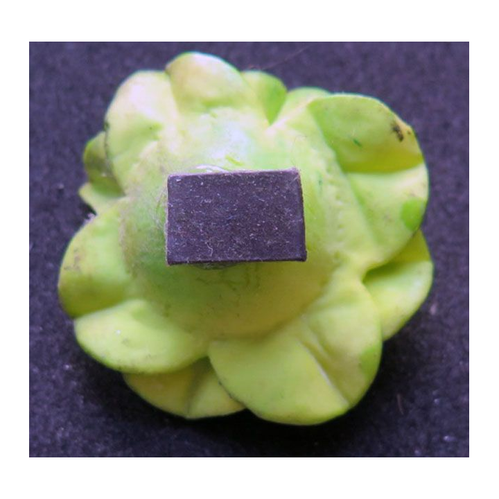 MAGNET FRIGO représentant une salade 4,5 cm de large