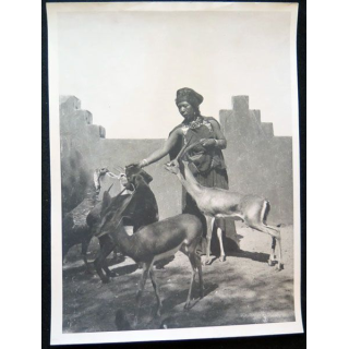 Photo argentique guerre d'Algérie femme donnant à manger aux gazelles