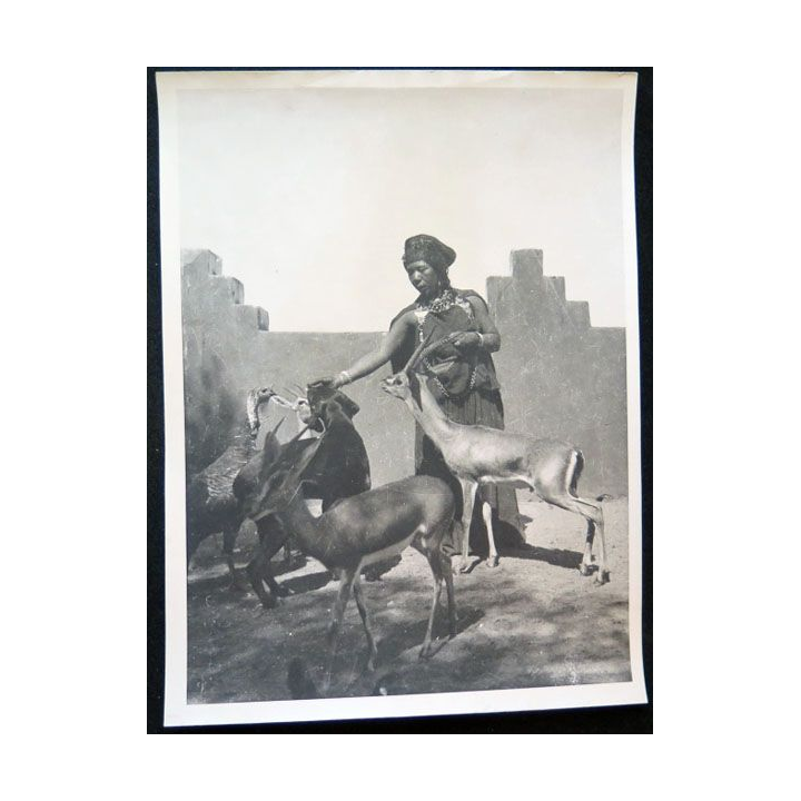 Photo argentique guerre d'Algérie femme donnant à manger aux gazelles