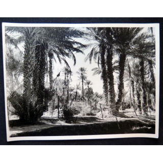 Photo argentique 18 x 24 cm sur la guerre d'Algérie la Palmeraie Béchar 1958