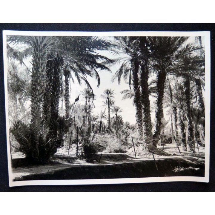 Photo argentique 18 x 24 cm sur la guerre d'Algérie la Palmeraie Béchar 1958