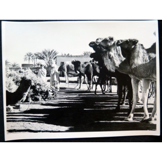 Photo argentique 18 x 24 cm Marché de chameaux à Ouargla 1958