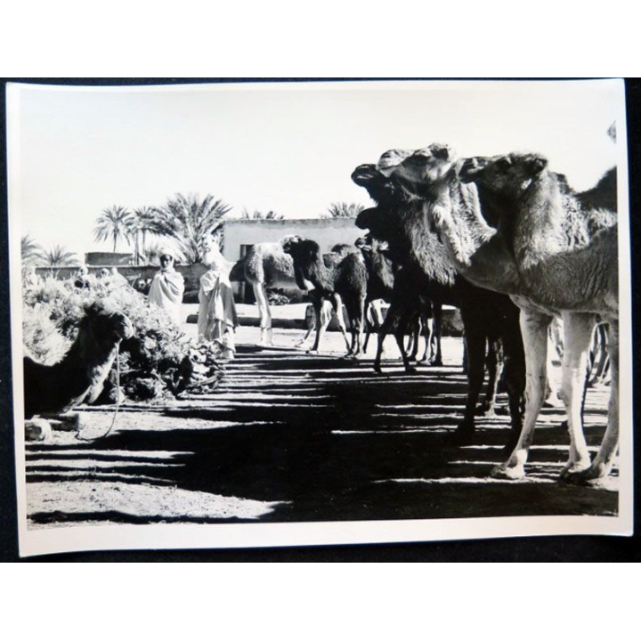 Photo argentique 18 x 24 cm Marché de chameaux à Ouargla 1958