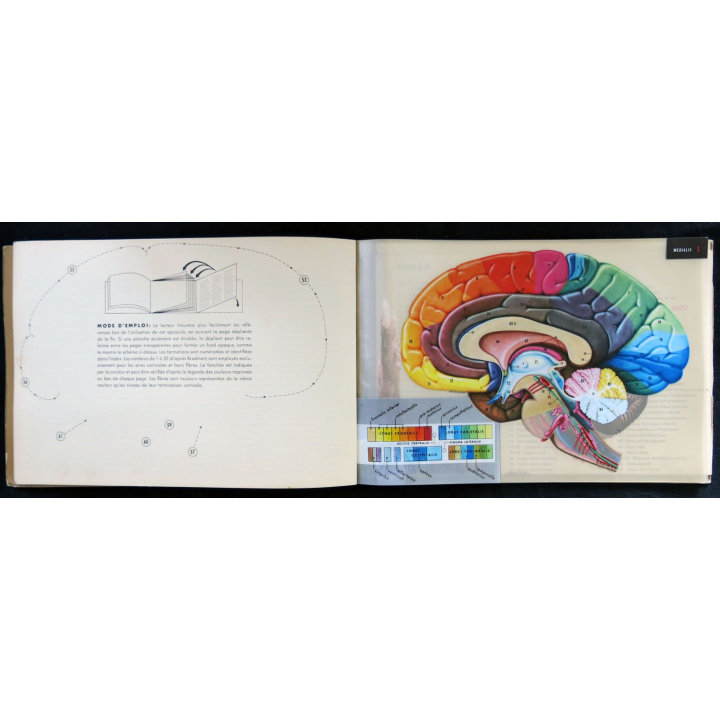 Le cerveau planches anatomiques transparentes édité par Abbott Laboratories - F019