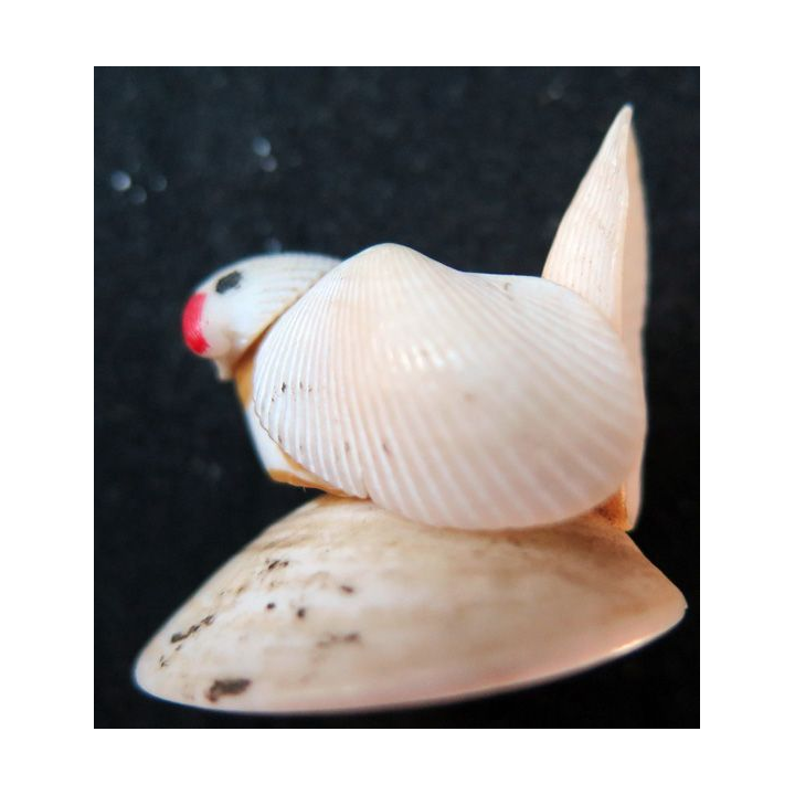 oiseau en coquillage (4 x 2,5 cm)
