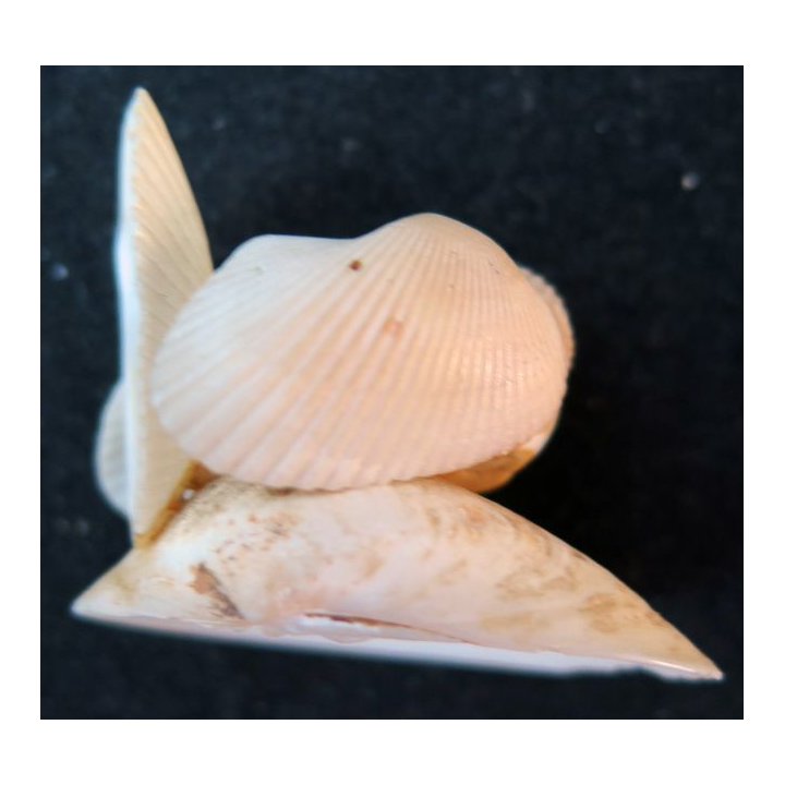 oiseau en coquillage (4 x 2,5 cm)