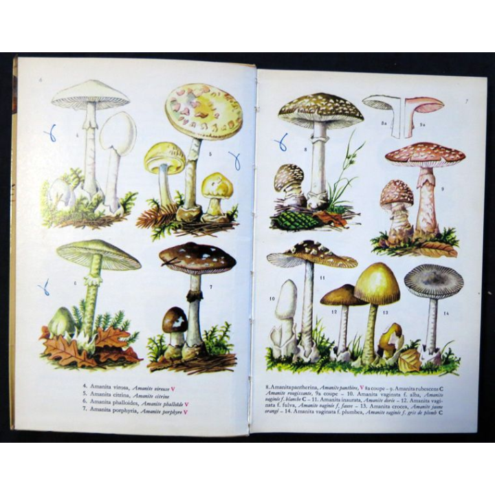 Champignons comestibles et vénéneux de Marcel Locquin et Bengt Cortin aux éditions Fernand Nathan