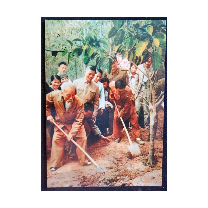 Président Ho Chi Minh participe à l'occasion du Têt pour planter des arbres 1969