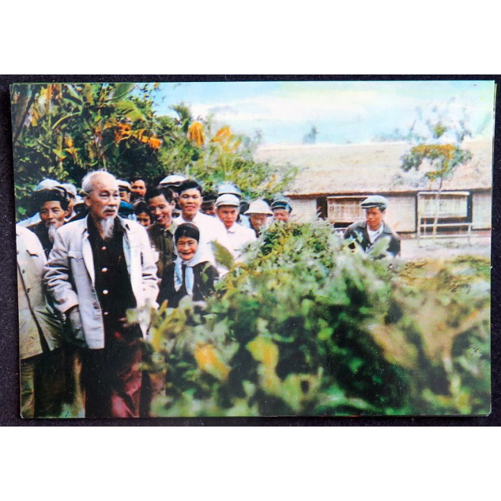 Président Ho Chi Minh participe au travail au jardin du palais présidentiel 1960