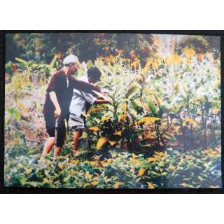 Oncle Ho participe au travail au jardin du palais présidentiel
