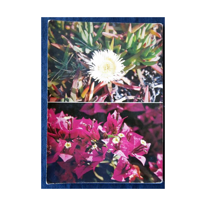 Les fleurs méditerranéennes de André Huon aux éditions Ouest France