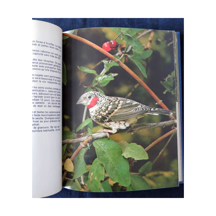 Oiseaux de volière en couleurs de Dennis Avo & Tony Tilford aux éditions Nathan