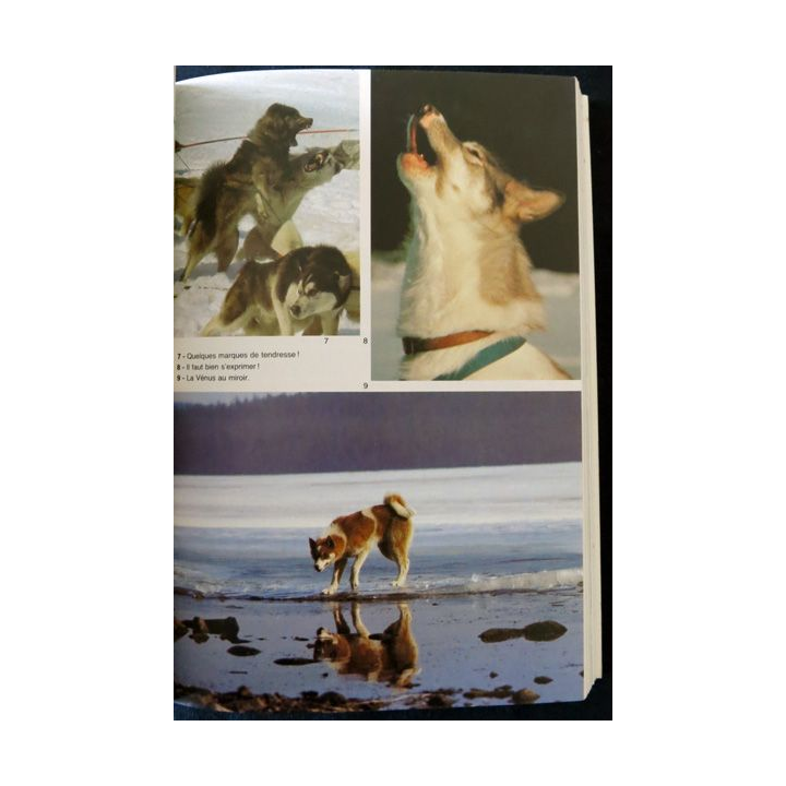 Dix chiens pour un rêve de François Varigas éditions Albin Michel