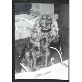 Photo argentique d'un chien cocker