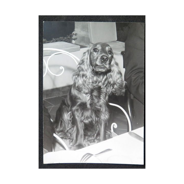 Photo argentique d'un chien cocker