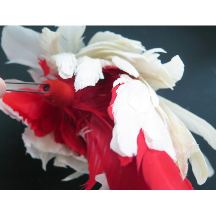 Plumet de shako de Saint Cyrien 