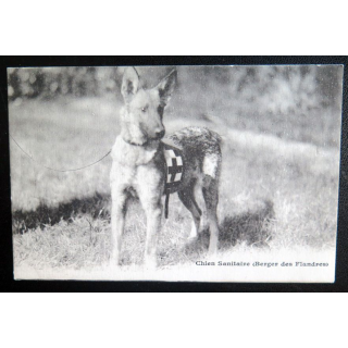 Carte Postale chien sanitaire Berger des Flandres