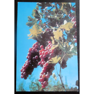 Carte Postale Fruits du Liban
