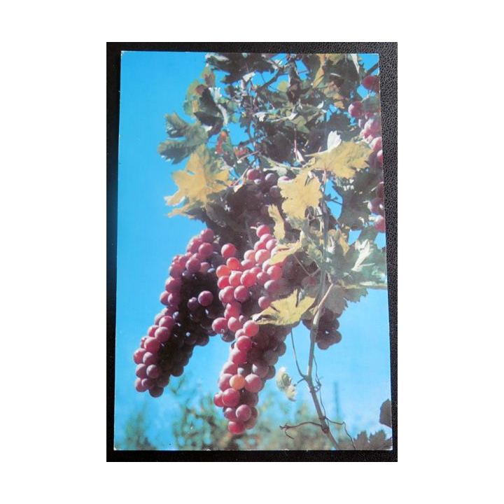 Carte Postale Fruits du Liban