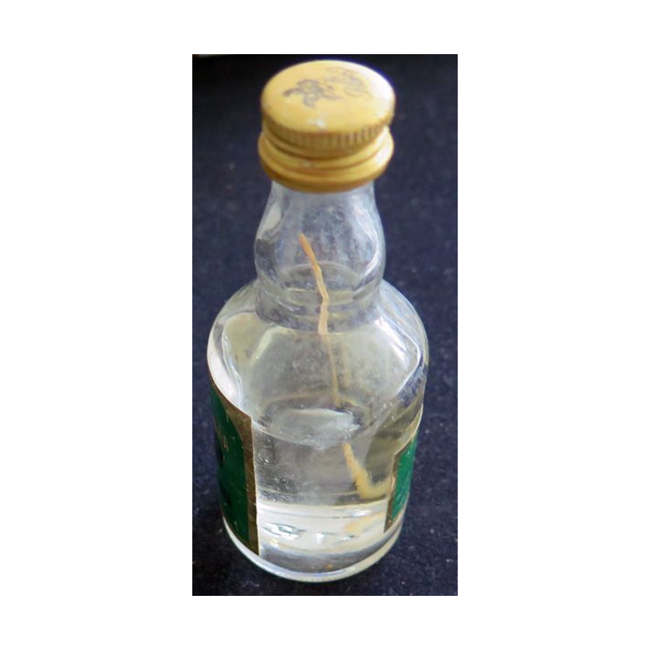 Mignonette de Bison Vodka Zubrowka 5 cl 40° (avec une part des anges évaporée)