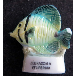 Fève Zebrasom a veliferum