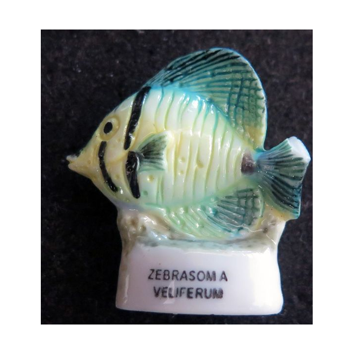 Fève Zebrasom a veliferum