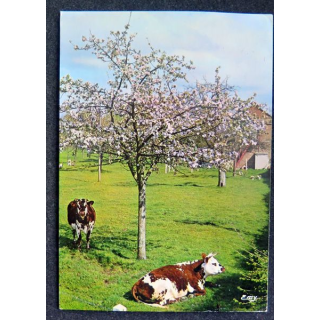 Carte Postale La Normandie pittoresque Au printemps sous les pommiers