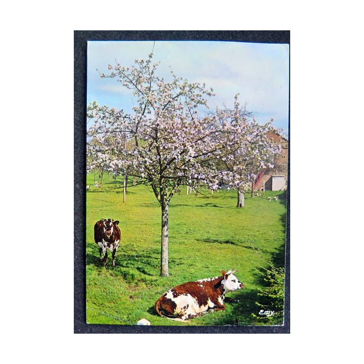 Carte Postale La Normandie pittoresque Au printemps sous les pommiers