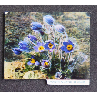 Image d'anémone pulsatille de Haller 8 x 6,8 cm