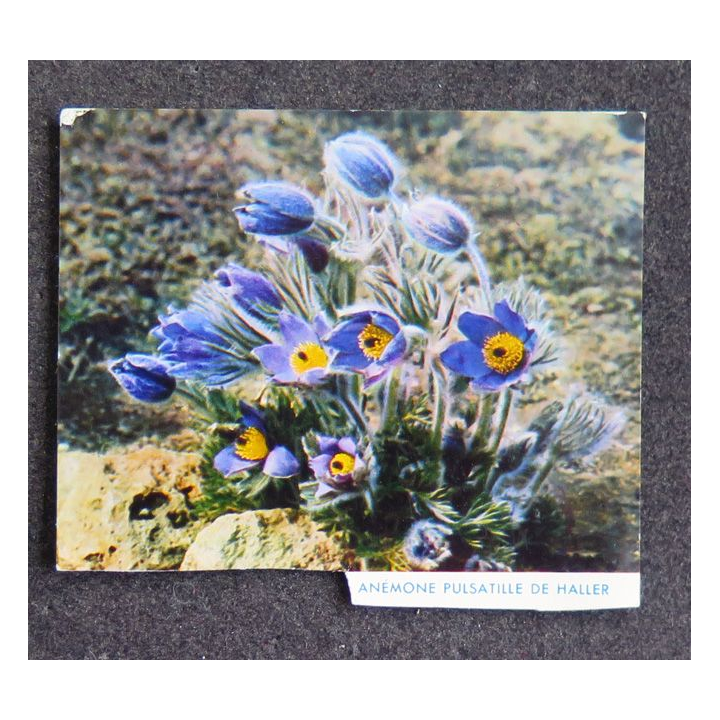 Image d'anémone pulsatille de Haller 8 x 6,8 cm