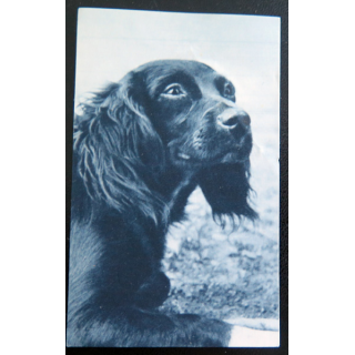 IMAGE PIEUSE : image de la JOC 6,5 x 10,5 cm