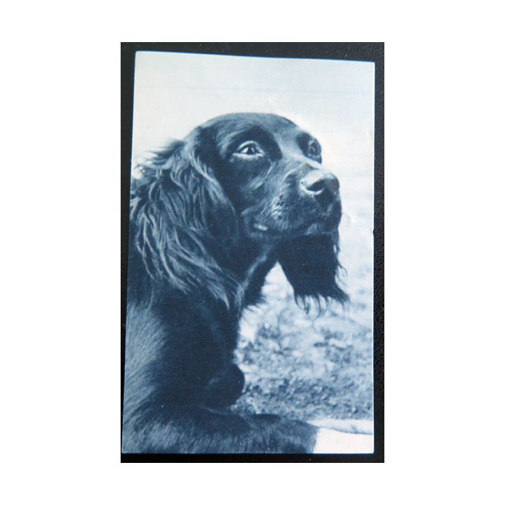 IMAGE PIEUSE : image de la JOC 6,5 x 10,5 cm