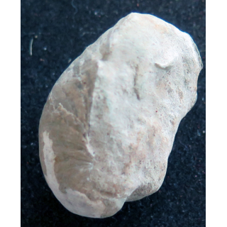 Fossile brachiopode 4 x 3 cm