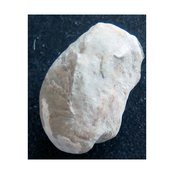 Fossile brachiopode 4 x 3 cm