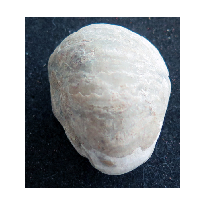 Fossile brachiopode 4 x 3 cm