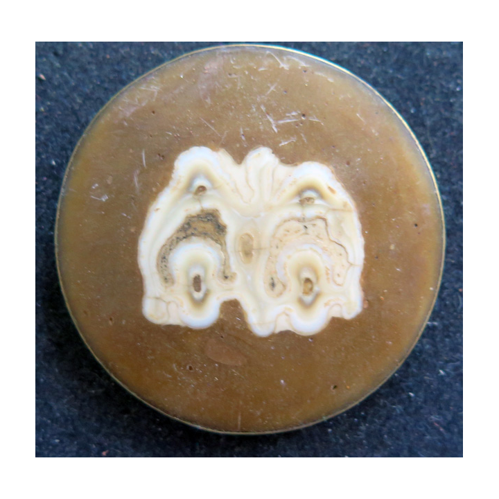 Médaillon ou broche intégrant une coupe transversale de dent d'herbivore cerclé de métal doré (cuivre ou laiton)