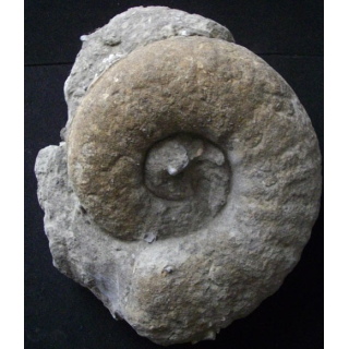 Ammonite fossilisée de 21 cm et pesant 4,5 kg