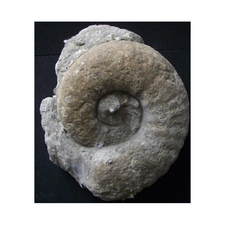 Ammonite fossilisée de 21 cm et pesant 4,5 kg