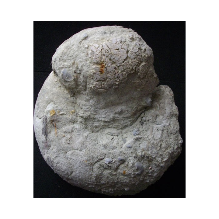 Ammonite fossilisée de 21 cm et pesant 4,5 kg