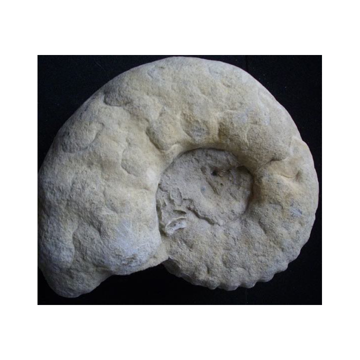 Ammonite fossilisée de 19 cm et pesant 4,5 kg fossile