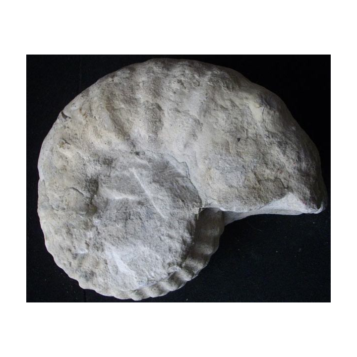 Ammonite fossilisée de 19 cm et pesant 4,5 kg fossile
