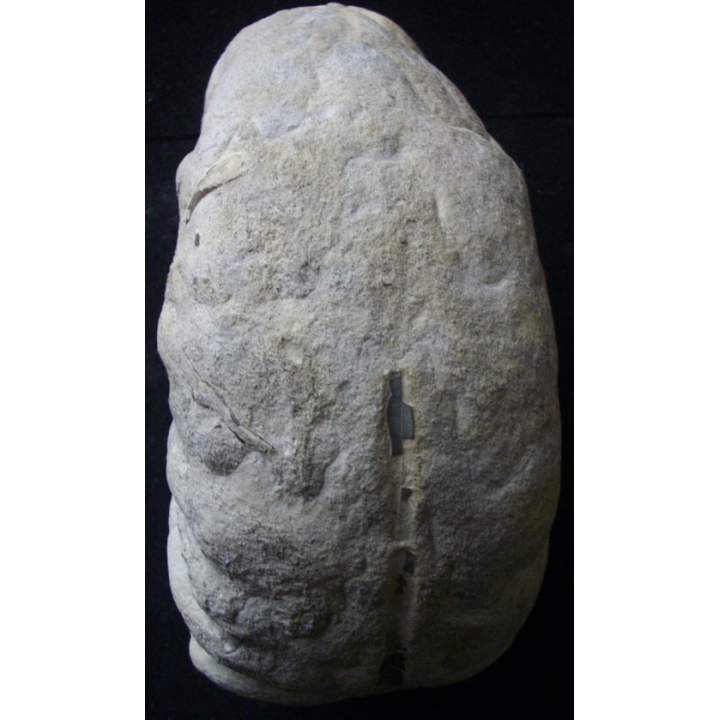 Ammonite fossilisée de 19 cm et pesant 4,5 kg fossile