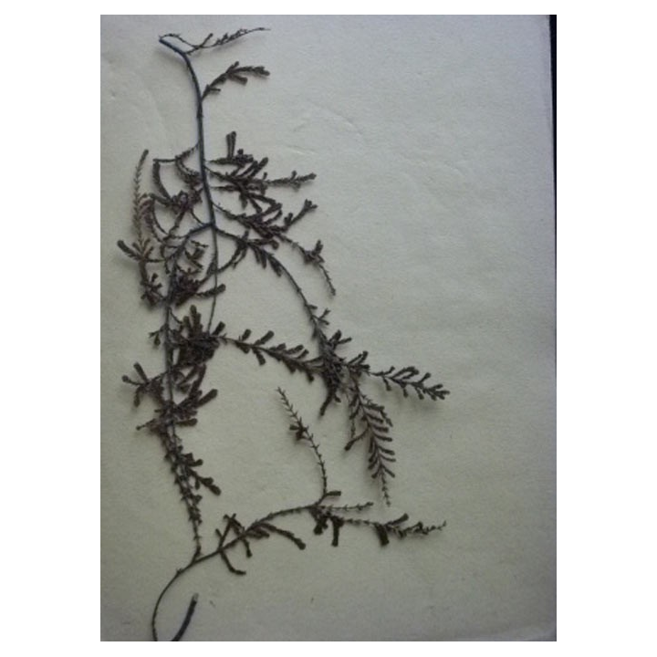 HERBIER COMPRENANT PLUS 70 FICHES ET HERBES SÉCHÉES