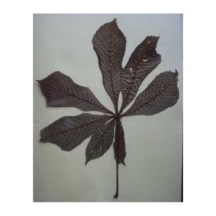 HERBIER COMPRENANT PLUS 70 FICHES ET HERBES SÉCHÉES