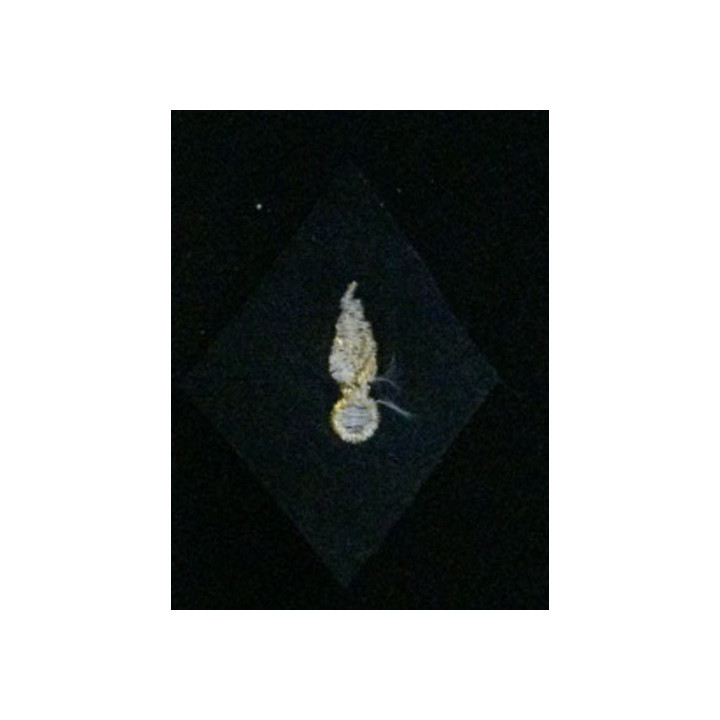 losange de bras modèle 45 :  cadre du corps des experts en fils dorés