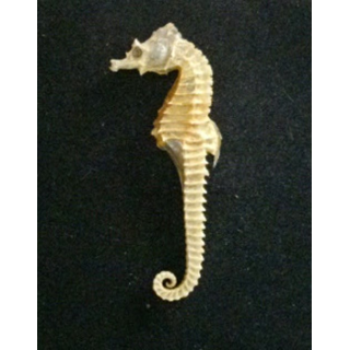 Squelette d'hippocampe de hauteur 8,2 cm
