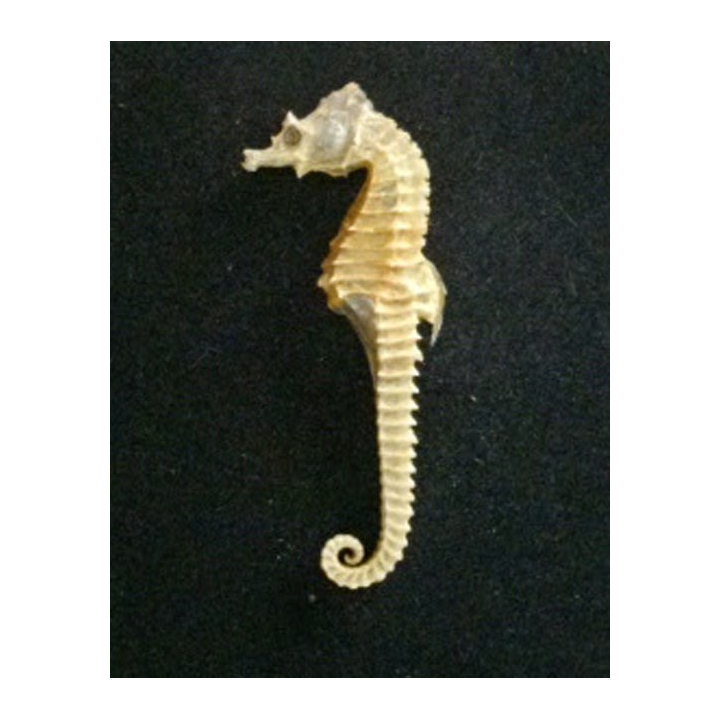 Squelette d'hippocampe de hauteur 8,2 cm