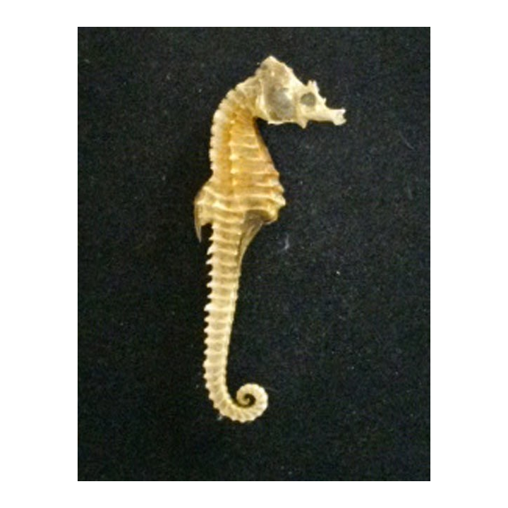 Squelette d'hippocampe de hauteur 8,2 cm