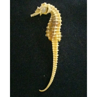 Squelette d'hippocampe de hauteur 11,5 cm