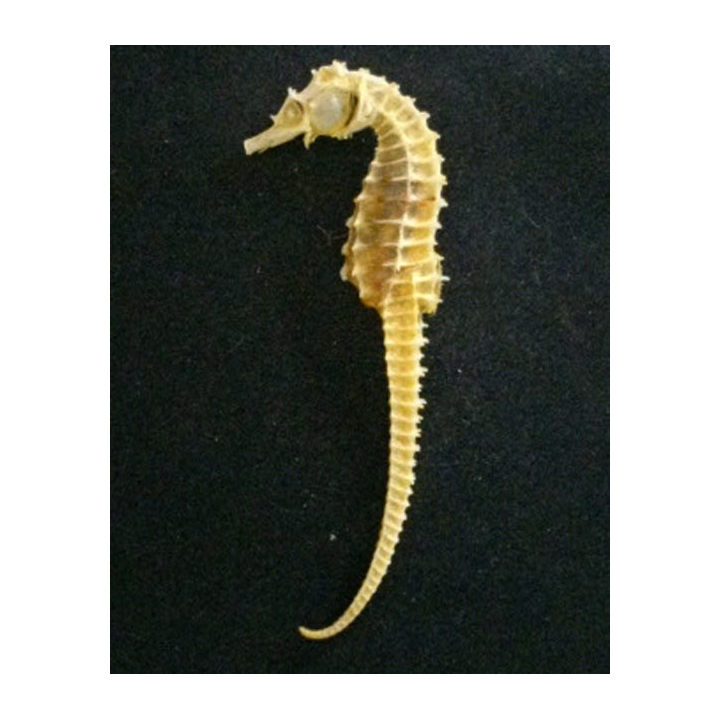 Squelette d'hippocampe de hauteur 11,5 cm